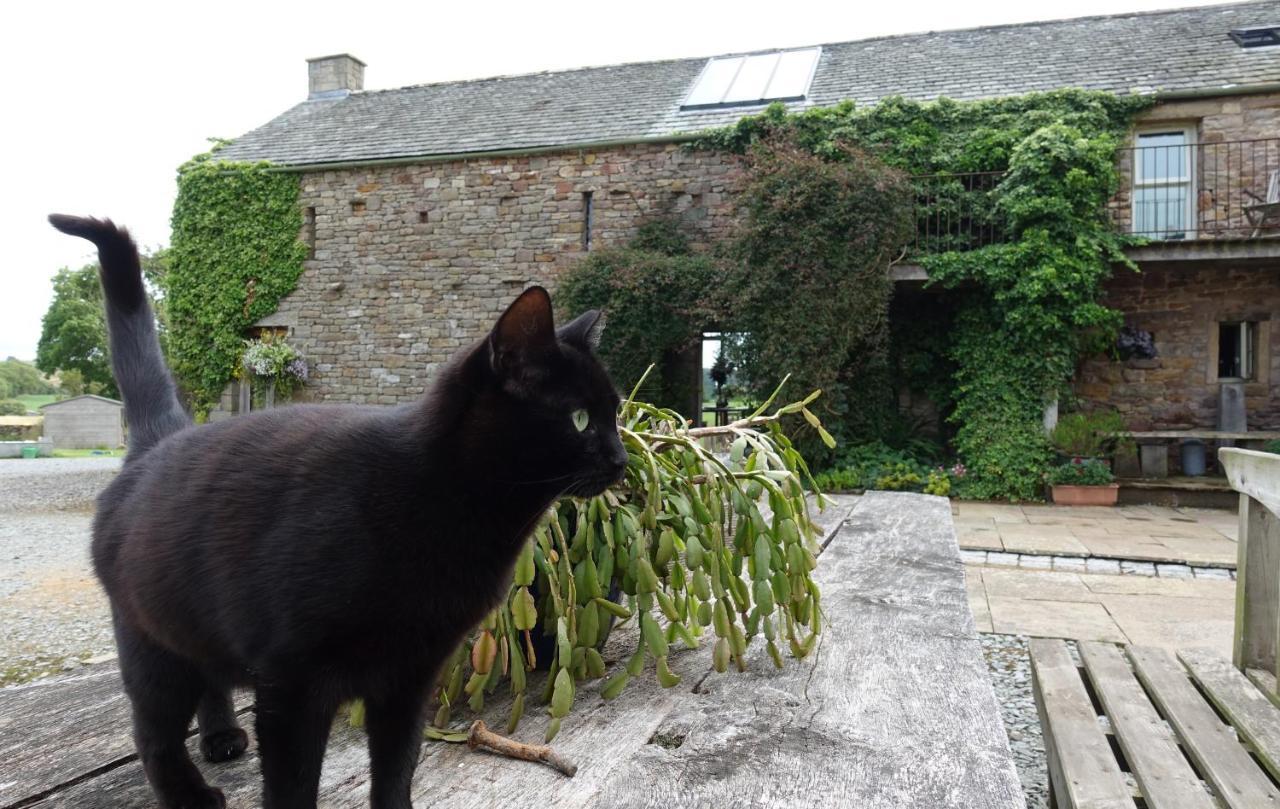 Bed and Breakfast Crake Trees Manor Crosby Ravensworth Exteriér fotografie